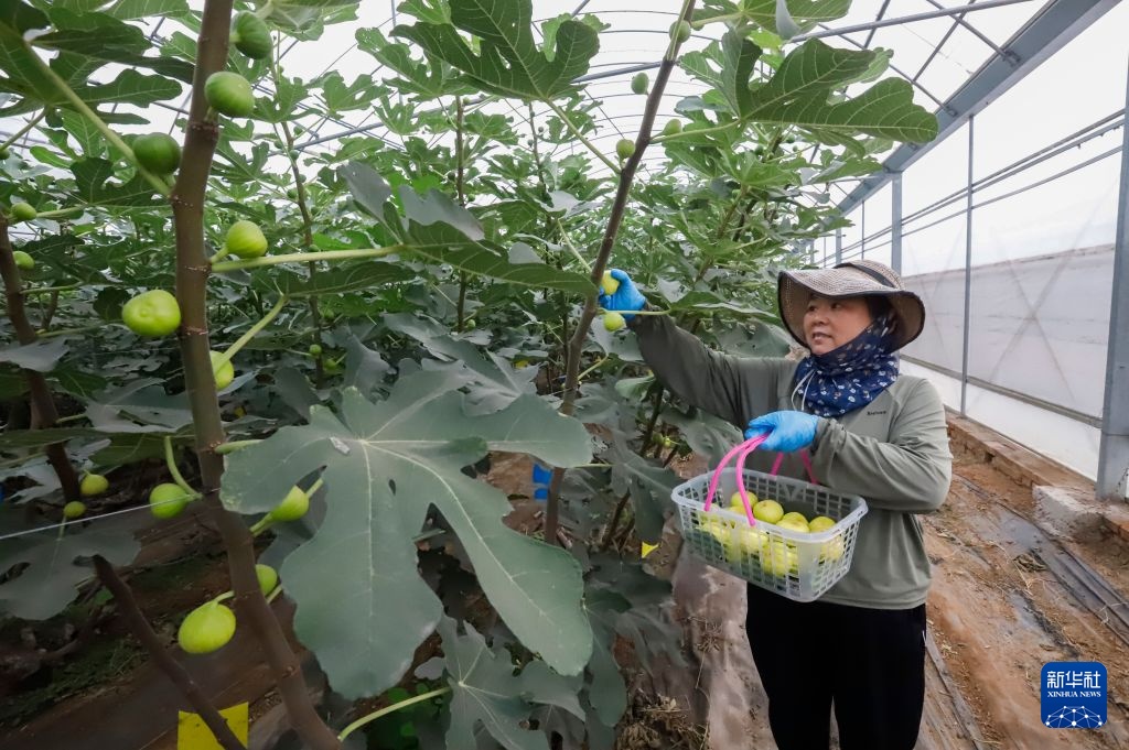 河北唐山:无花果种植铺就致富路 河北唐山:无花果种植铺就致富路