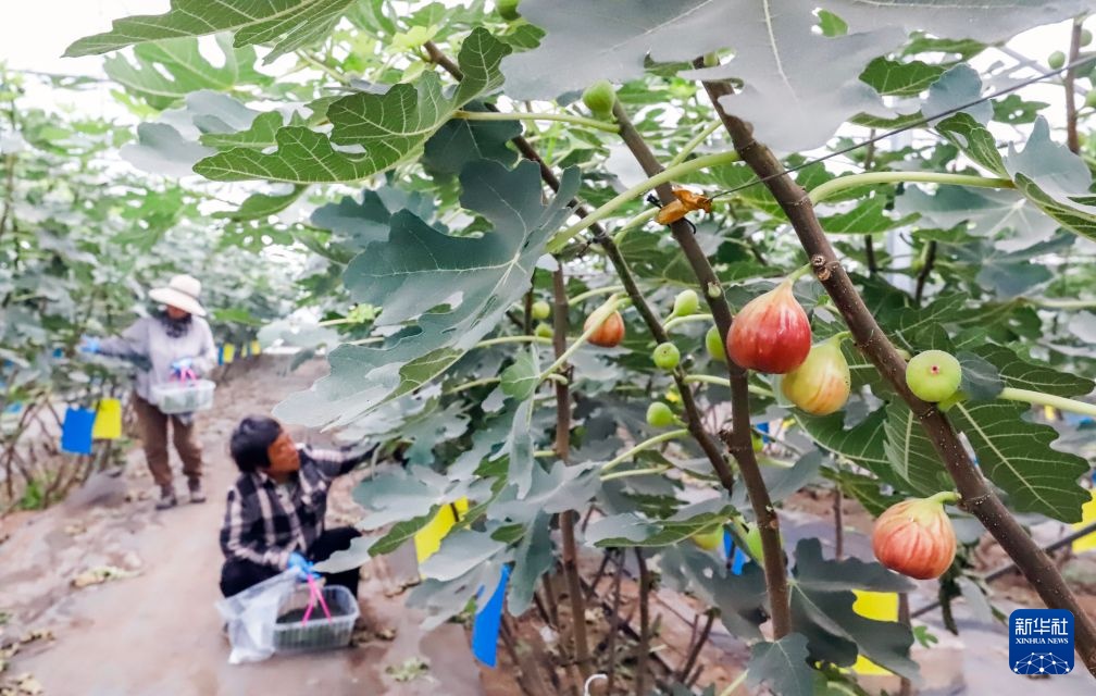 河北唐山:无花果种植铺就致富路 河北唐山:无花果种植铺就致富路