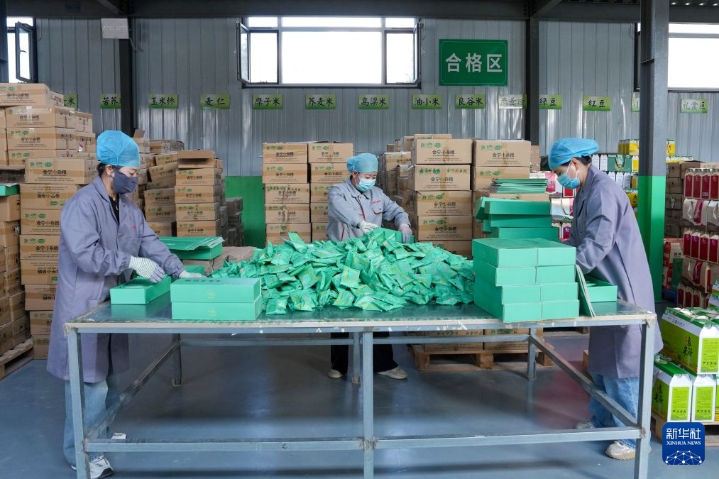 甘肃会宁:小杂粮喜获丰收 甘肃会宁:小杂粮喜获丰收