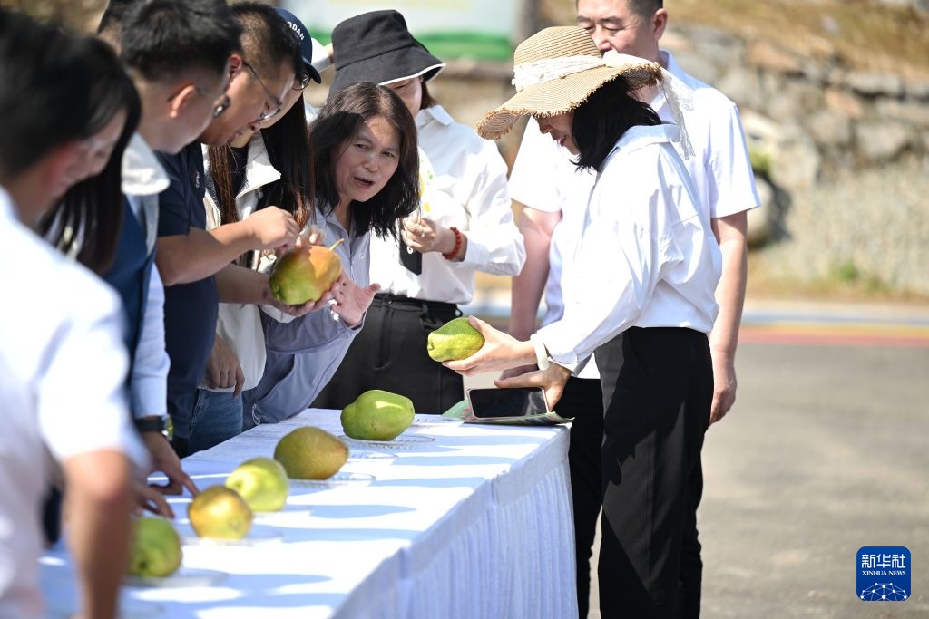 金秋旅游 梨王争霸 金秋旅游 梨王争霸