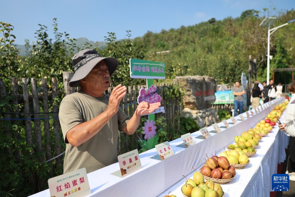 金秋旅游 梨王争霸 金秋旅游 梨王争霸