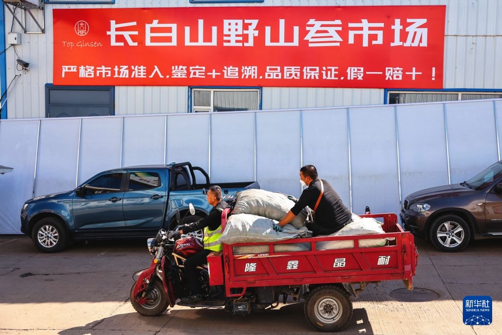 “人参之乡”喜迎收获季
