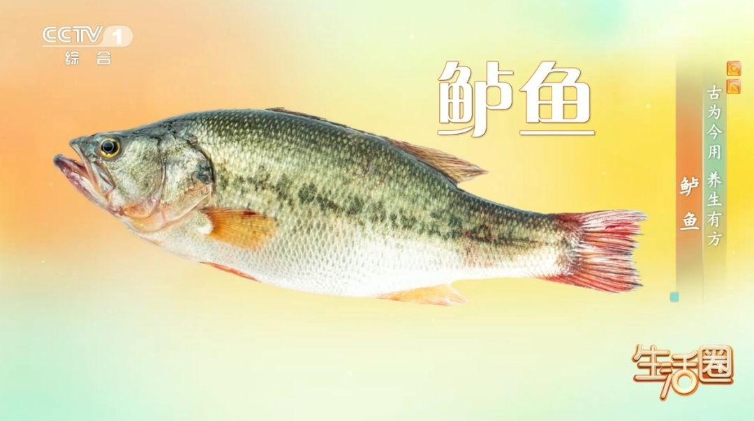 秋季进补常吃这种鱼，护血管、养筋骨，还不容易上火，但这3类人尽量别吃