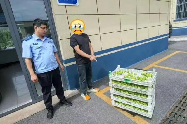 威海一男子潜入果园盗无花果被民警抓获 威海一男子潜入果园盗无花果被民警抓获