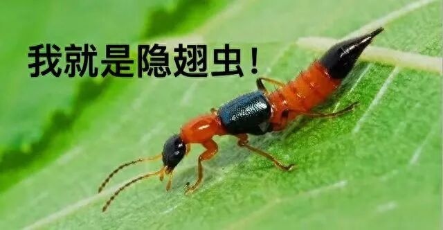 注意！这只“硫酸虫”最怕你“手快”！正确处理只要2步