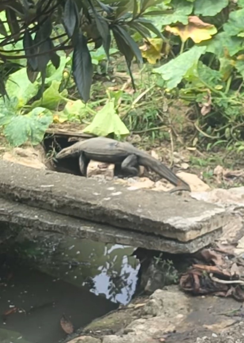 湖南冷水江一地发现巨蜥,当地:已捕获,可能是人工饲养逃逸或放生,一般不主动攻击人 湖南冷水江一地发现巨蜥,当地:已捕获,可能是人工饲养逃逸或放生,一般不主动攻击人