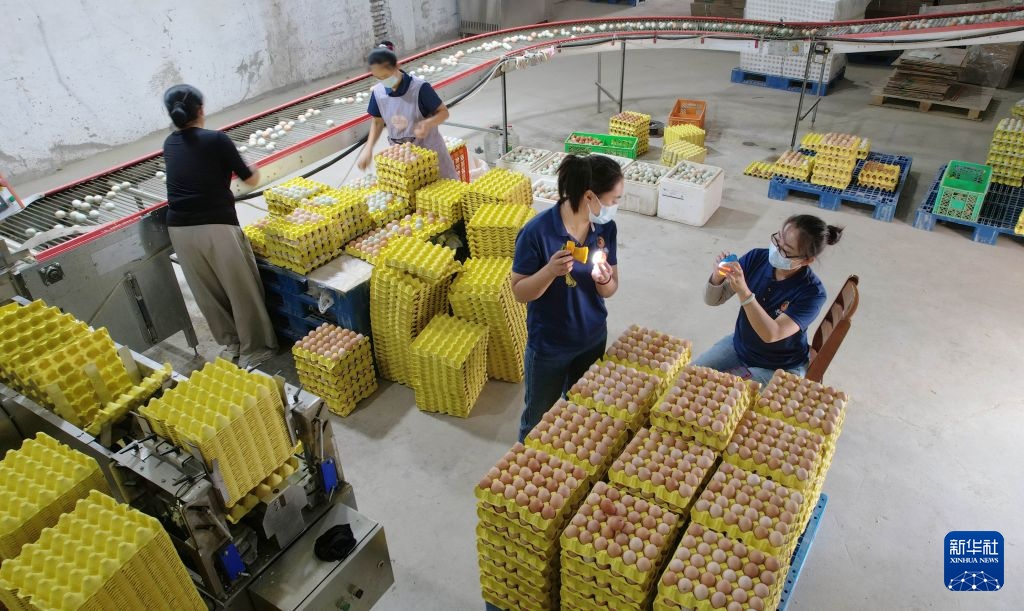 河北石家庄:鸡蛋产业促民增收 河北石家庄:鸡蛋产业促民增收