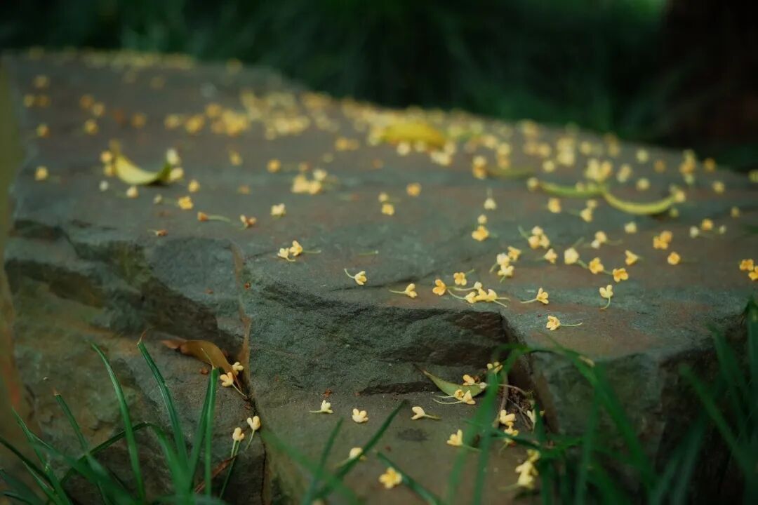 中秋前杭州桂花“抢跑”,但比桂花更先到的是杭州人等花的心情 中秋前杭州桂花“抢跑”,但比桂花更先到的是杭州人等花的心情