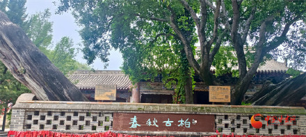 天水春秋古柏2500岁了!甘肃还有多少古树藏于山河胜境 天水春秋古柏2500岁了!甘肃还有多少古树藏于山河胜境