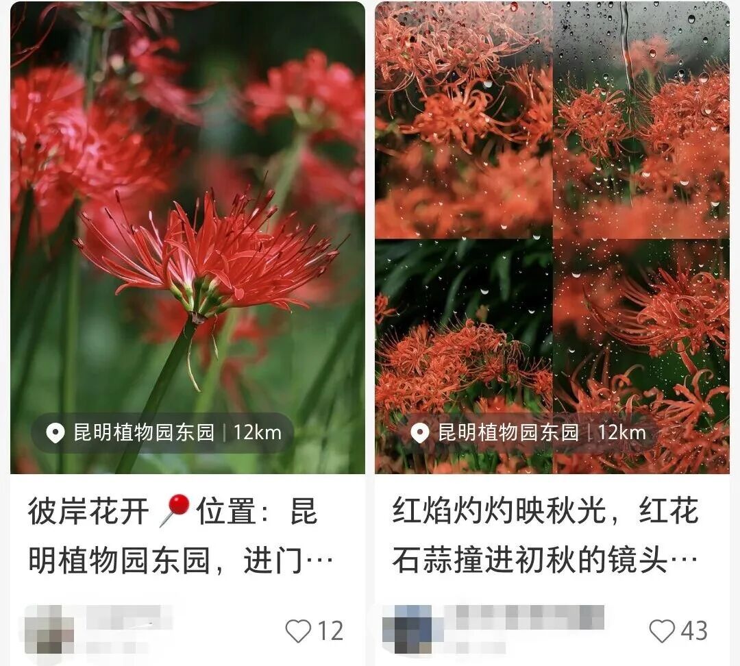 这种植物不要碰，全株有毒！云南公园和路边随处可见→