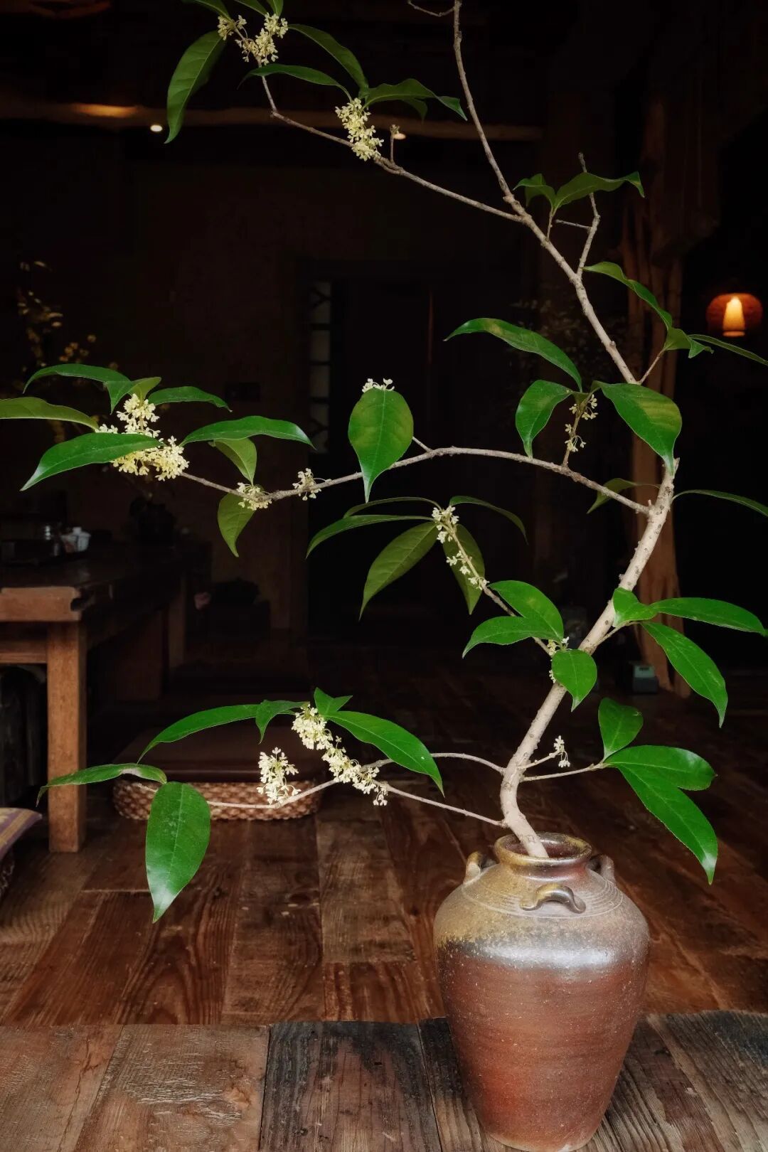 中秋前杭州桂花“抢跑”,但比桂花更先到的是杭州人等花的心情 中秋前杭州桂花“抢跑”,但比桂花更先到的是杭州人等花的心情