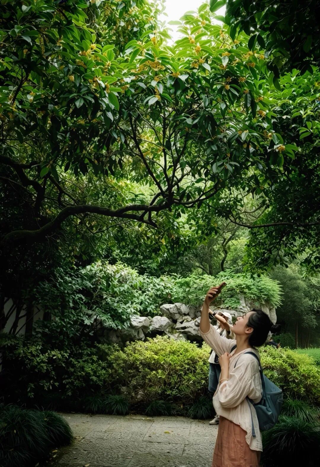 中秋前杭州桂花“抢跑”,但比桂花更先到的是杭州人等花的心情 中秋前杭州桂花“抢跑”,但比桂花更先到的是杭州人等花的心情