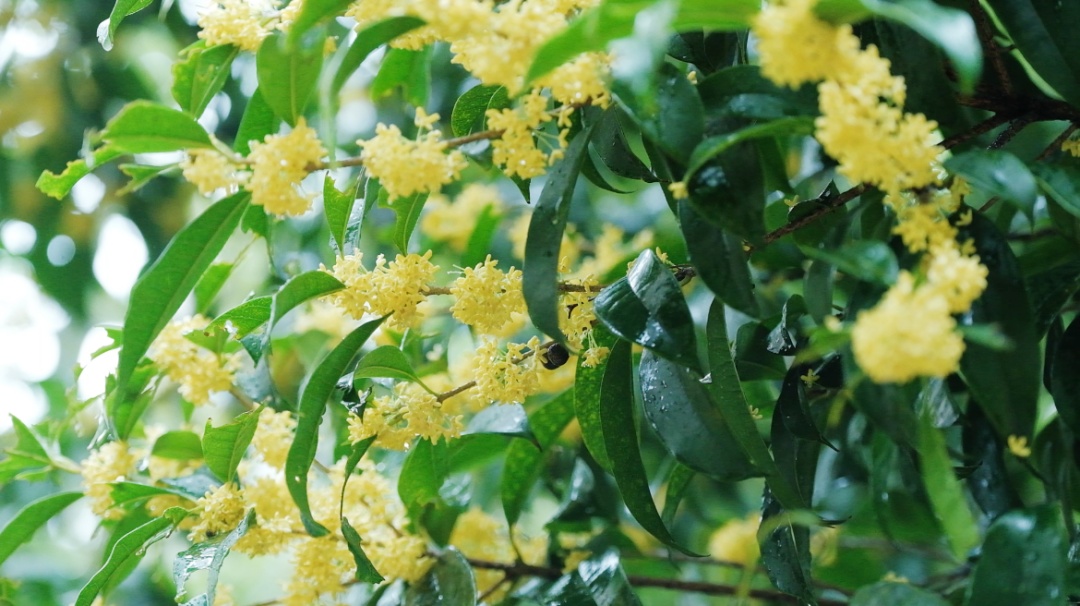 中秋前杭州桂花“抢跑”,但比桂花更先到的是杭州人等花的心情 中秋前杭州桂花“抢跑”,但比桂花更先到的是杭州人等花的心情