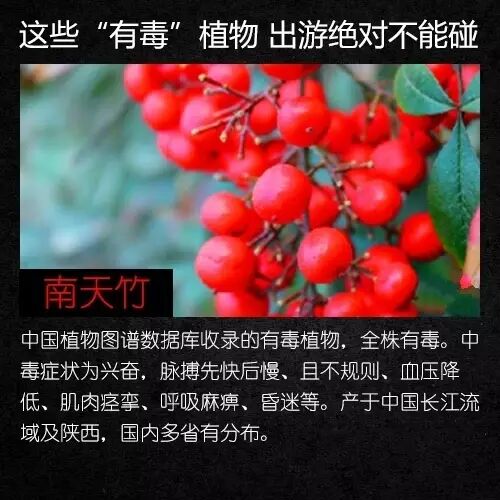 不要碰,有毒!云南路边已出现 不要碰,有毒!云南路边已出现