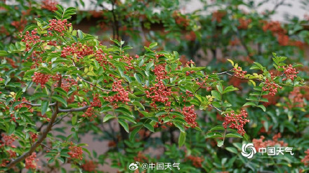 大自然的色彩转场开启加速模式 大自然的色彩转场开启加速模式