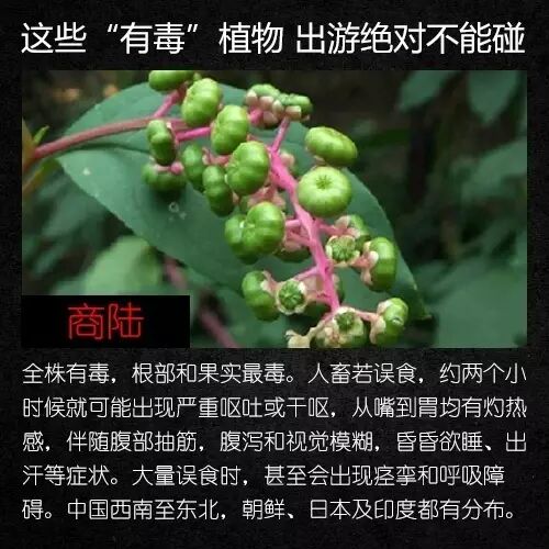 不要碰,有毒!云南路边已出现 不要碰,有毒!云南路边已出现