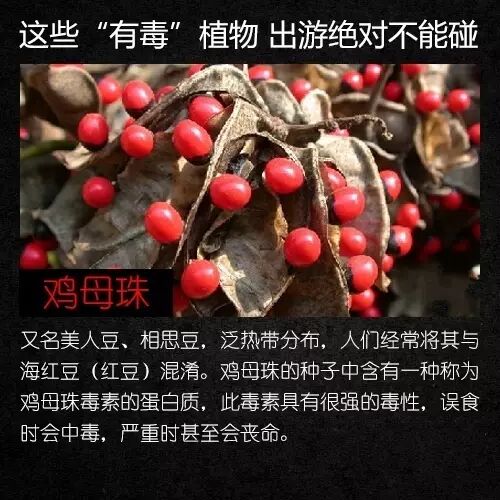 不要碰,有毒!云南路边已出现 不要碰,有毒!云南路边已出现