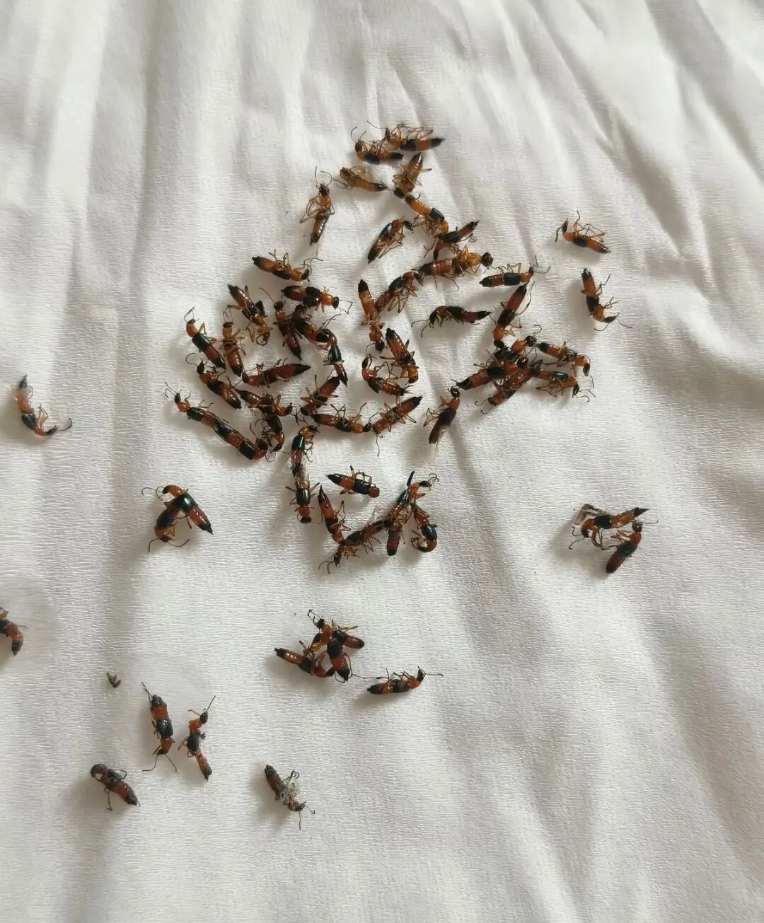 一觉醒来脸上、胳膊上大片红肿，犹如鞭痕......医生：它的腐蚀性堪比硫酸，8-9月正是活跃期
