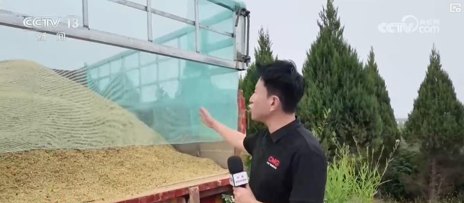 我国夏粮产量首次突破3000亿斤！从田间到粮仓 各地全力“抢”出好收成