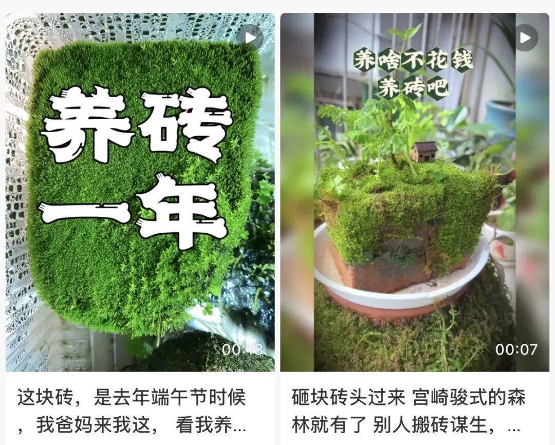 年轻人开始“养砖头”，有人出现打喷嚏、流鼻涕、眼睛发痒等症状，医生紧急提醒