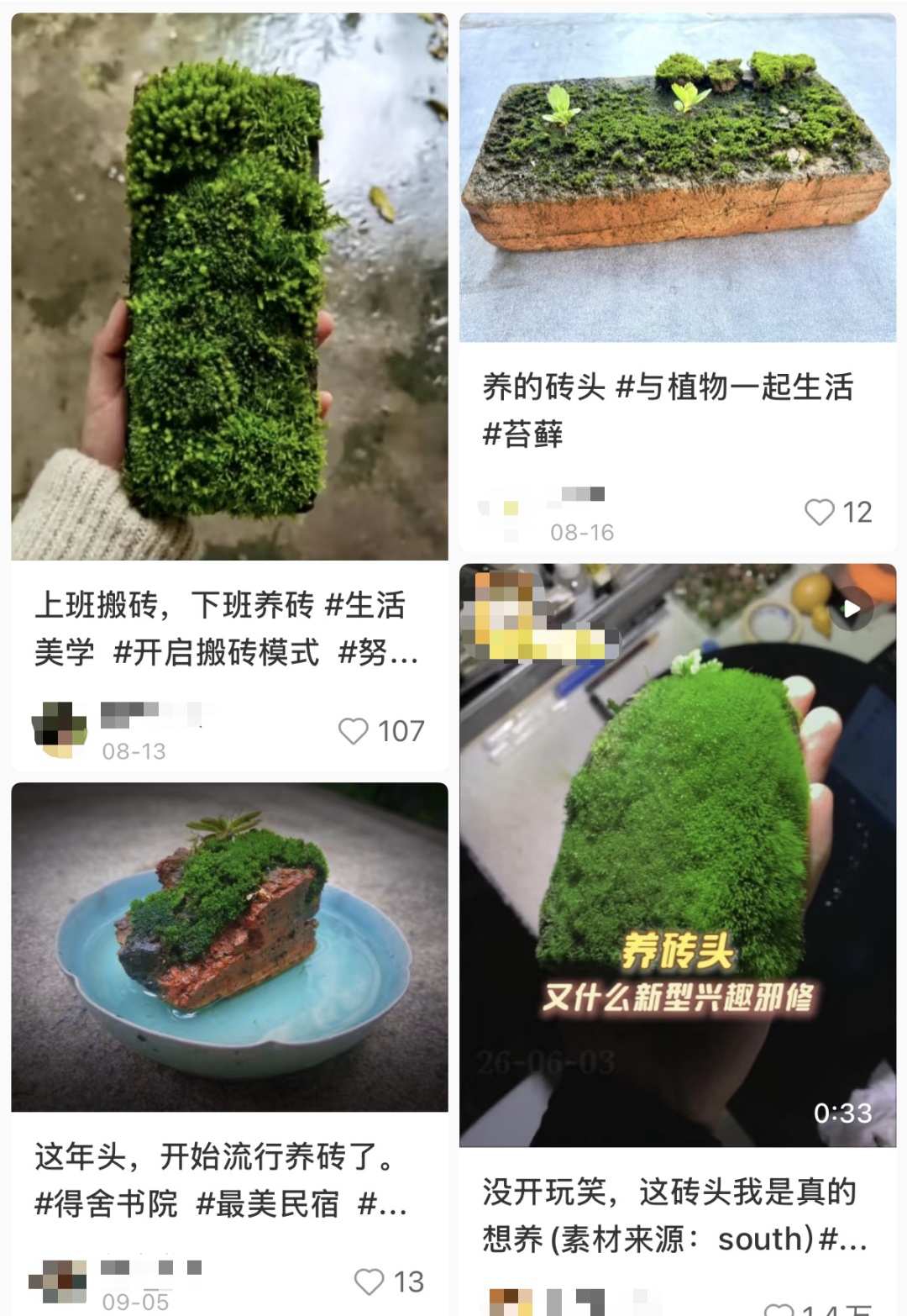 突然火了,年轻人开始流行“养砖头”!医生提醒:存在风险 突然火了,年轻人开始流行“养砖头”!医生提醒:存在风险
