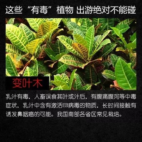 路边、公园都能见到!提醒:不要碰,全株有毒 路边、公园都能见到!提醒:不要碰,全株有毒