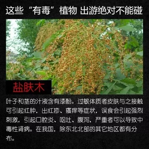 不要碰,有毒!云南路边已出现 不要碰,有毒!云南路边已出现