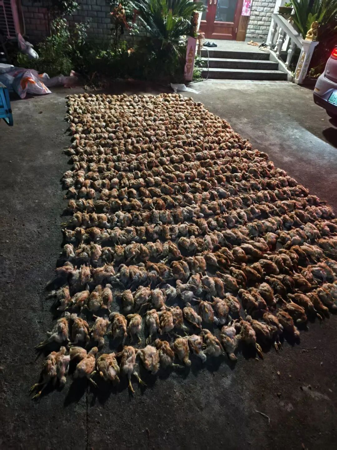 保护动物深夜闯入鸡棚,1400多只鸡被当场吓死!鸡主人一通电话,5天后获赔15500元 保护动物深夜闯入鸡棚,1400多只鸡被当场吓死!鸡主人一通电话,5天后获赔15500元
