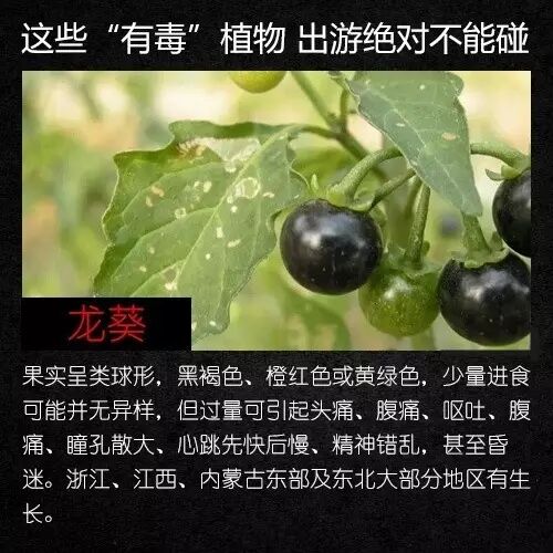 路边、公园都能见到!提醒:不要碰,全株有毒 路边、公园都能见到!提醒:不要碰,全株有毒