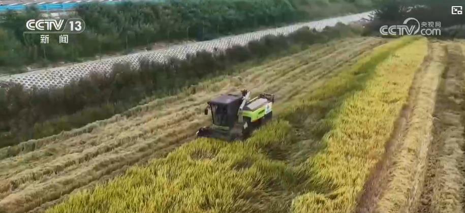 我国夏粮产量首次突破3000亿斤！从田间到粮仓 各地全力“抢”出好收成