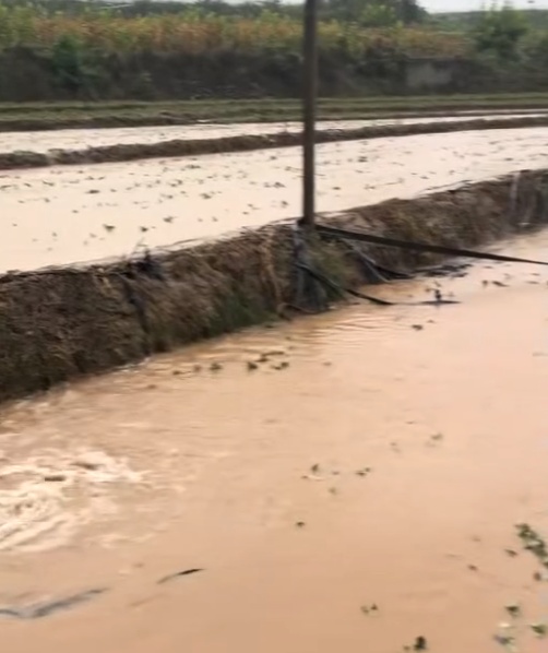 四川凉山突降大雨,多处路段中断,整片草莓地被泡在泥水里 四川凉山突降大雨,多处路段中断,整片草莓地被泡在泥水里