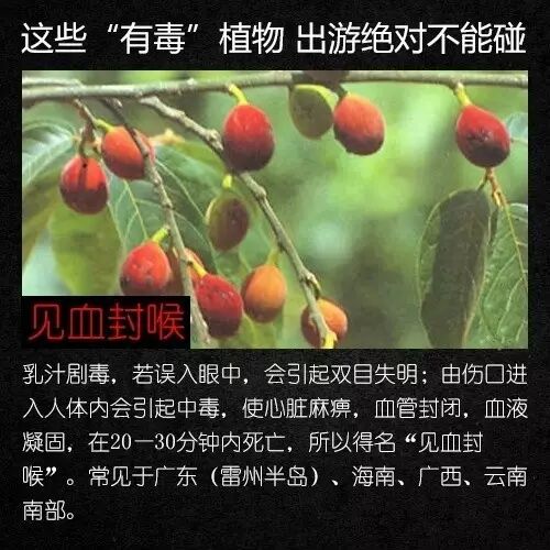 不要碰,有毒!云南路边已出现 不要碰,有毒!云南路边已出现
