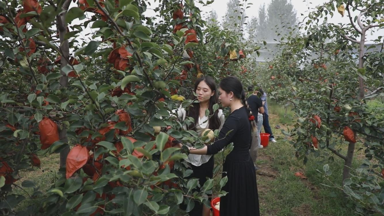 山东淄博：金秋梨园丰收忙 科技赋能农旅融合促增收