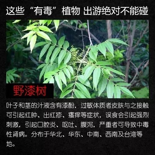 不要碰,有毒!云南路边已出现 不要碰,有毒!云南路边已出现