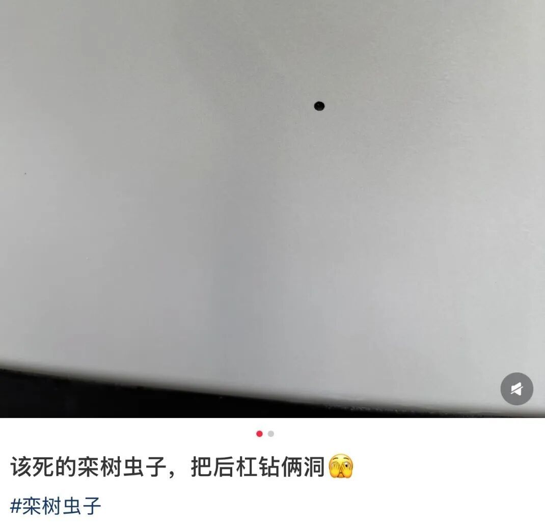 车上莫名其妙出现小圆洞,提醒:爱车别长时间停在这种树下 车上莫名其妙出现小圆洞,提醒:爱车别长时间停在这种树下