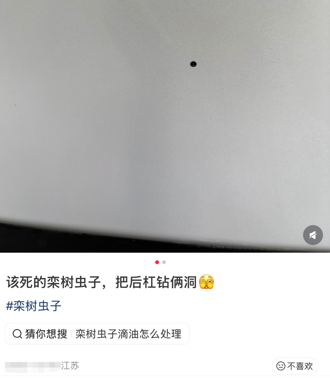 汽车莫名其妙被“打孔”？不少人已中招，专家提醒：停车看到这种树赶紧跑