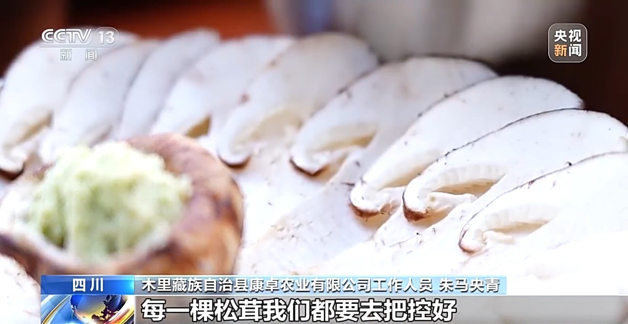 15分钟“飞”下山 冷链运输升级 松茸抢“鲜”走向全国餐桌