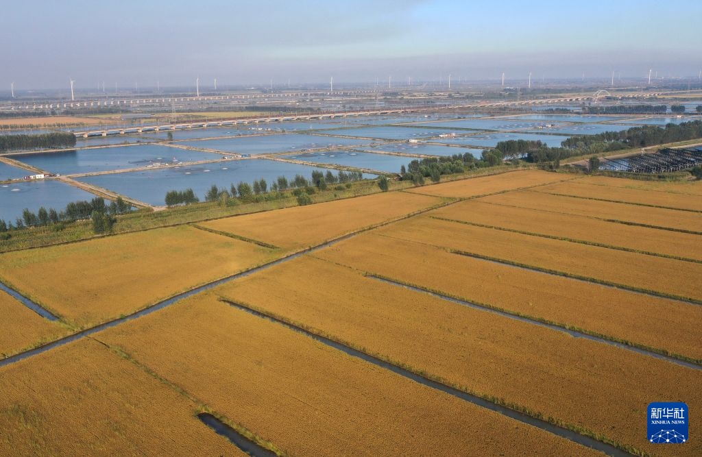 河北丰南:稻田蟹收获忙 河北丰南:稻田蟹收获忙