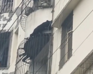 四川雅安一小黑熊爬楼闯进居民家,工作人员:是还在吃奶的熊崽,已妥善处置 四川雅安一小黑熊爬楼闯进居民家,工作人员:是还在吃奶的熊崽,已妥善处置