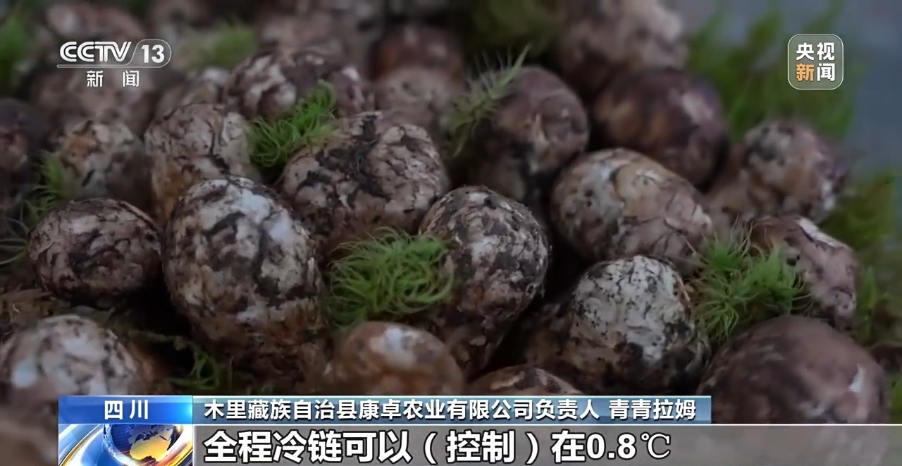 15分钟“飞”下山 冷链运输升级 松茸抢“鲜”走向全国餐桌