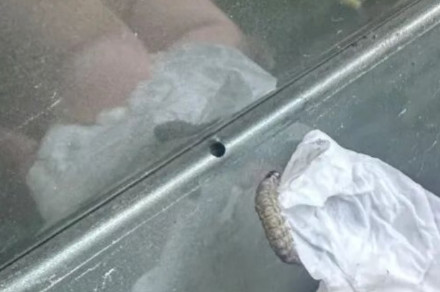 多地路边车辆惊现圆形小洞 像被“打孔机”钉过!“作案凶手”竟是夜蛾幼虫 多地路边车辆惊现圆形小洞 像被“打孔机”钉过!“作案凶手”竟是夜蛾幼虫