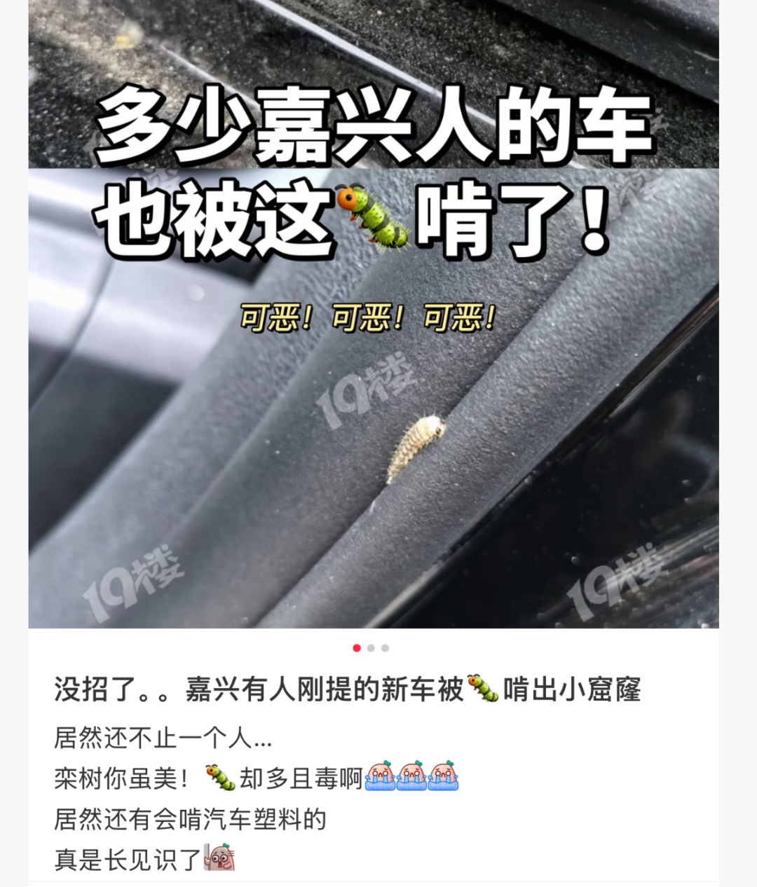 车上莫名其妙出现小圆洞,提醒:爱车别长时间停在这种树下 车上莫名其妙出现小圆洞,提醒:爱车别长时间停在这种树下