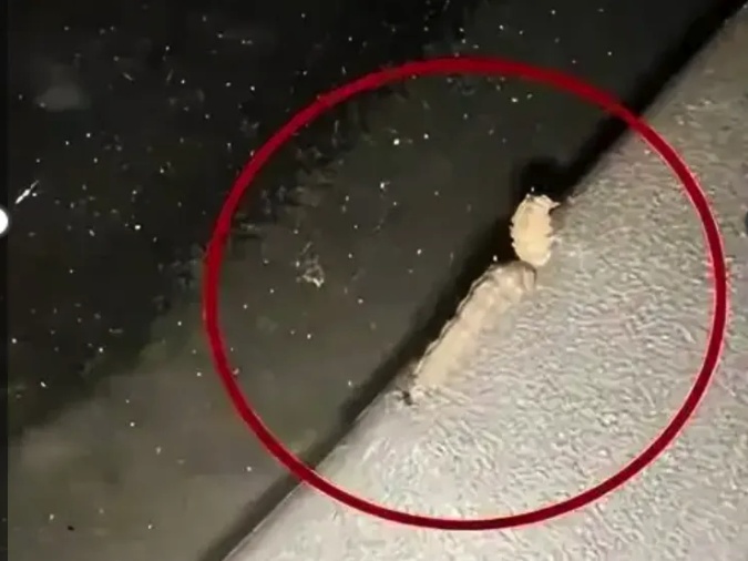 汽车莫名其妙被“打孔”？不少人已中招，专家提醒：停车看到这种树赶紧跑
