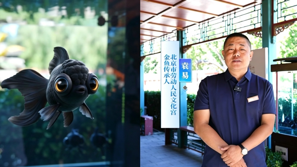 阔别四十年,中秋“黑老虎”金鱼游回太庙老家!真的不建议错过—— 阔别四十年,中秋“黑老虎”金鱼游回太庙老家!真的不建议错过——