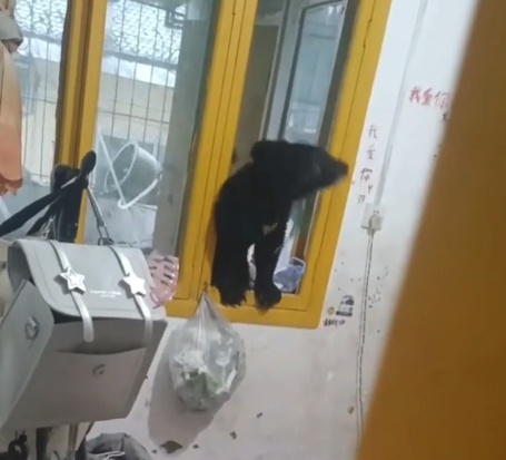 四川雅安一小黑熊爬楼闯进居民家,工作人员:是还在吃奶的熊崽,已妥善处置 四川雅安一小黑熊爬楼闯进居民家,工作人员:是还在吃奶的熊崽,已妥善处置