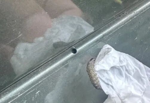 汽车莫名其妙被“打孔”？不少人已中招，专家提醒：停车看到这种树赶紧跑