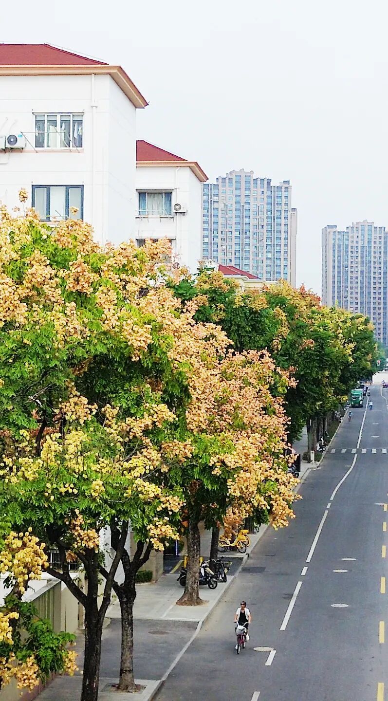 汽车莫名其妙被“打孔”？不少人已中招，专家提醒：停车看到这种树赶紧跑