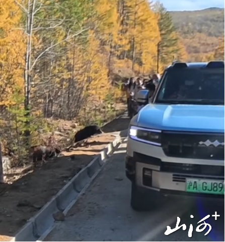 大兴安岭棕熊频繁“拦路”,竟有游客下车贴脸合影?官方紧急提醒 大兴安岭棕熊频繁“拦路”,竟有游客下车贴脸合影?官方紧急提醒