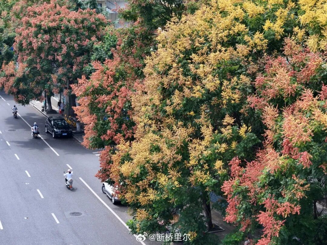 车上莫名其妙出现小圆洞,提醒:爱车别长时间停在这种树下 车上莫名其妙出现小圆洞,提醒:爱车别长时间停在这种树下