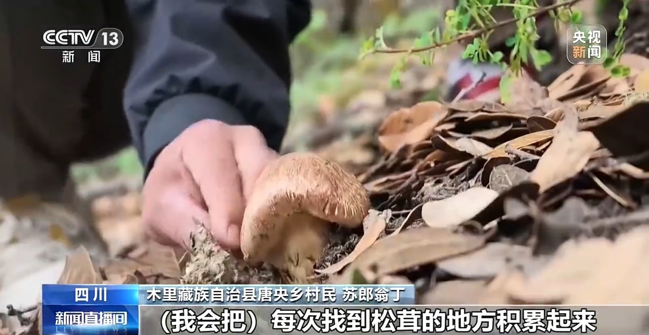 15分钟“飞”下山 冷链运输升级 松茸抢“鲜”走向全国餐桌